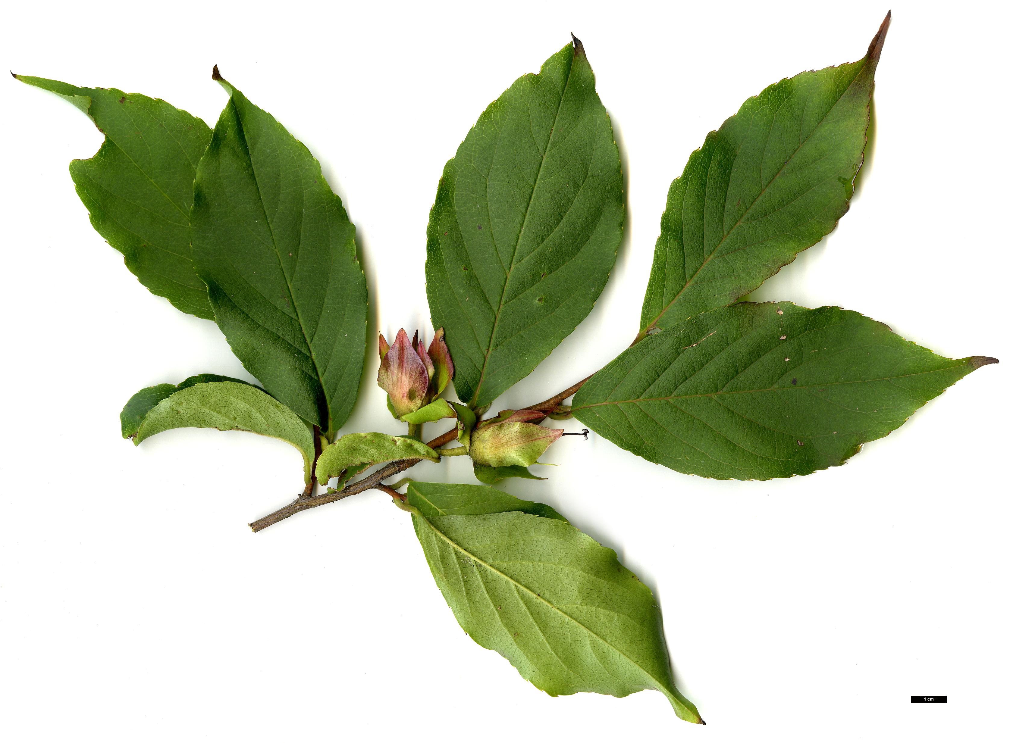 High resolution image: Family: Theaceae - Genus: Stewartia - Taxon: sinensis - SpeciesSub: var. acutisepala